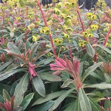 Image result for Euphorbia espinosa