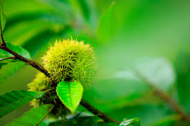 They have small, soft teeth along the edge, and. Chinese Chestnut Trees Care And Growing Guide