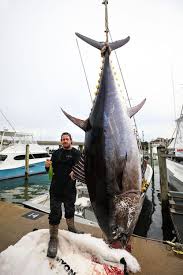 Wicked tuna isn't exempt from this trend, as the competition between the crews of the various fishing vessels is often tumultuous and results in numerous while mclaughlin has remained a mainstay on wicked tuna, wilkins was off the show by season three. A Gigantic 700 Pound Bluefin Tuna Caught By A Virginia Beach Captain Likely Smashes Record The Virginian Pilot