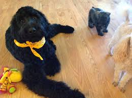 Check spelling or type a new query. Giant Schnoodle Breeders Puppies For Sale In Raleigh Nc Pierce Schnoodles