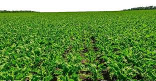 Image result for Stomatostemma monteiroae