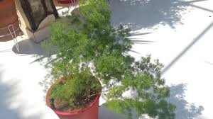 Greenery is very versatile for any wedding arrangement. How To Grow And Care Ming Fern Asparagus Macowinii Fun Gardening Youtube