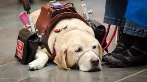 Maybe you would like to learn more about one of these? How To Train Your Own Service Dog The Dog People By Rover Com
