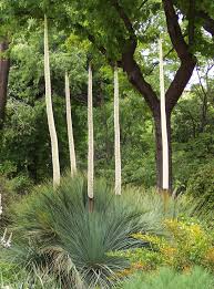 Xanthorrhoea Quadrangulata Is Endemic To South Australia And Occurs From St Vincent Gulf To Australian Plants Australian Native Garden Australian Native Plants