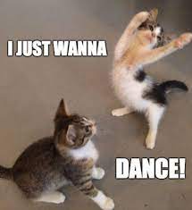A blank template of this meme is available for you to edit and download—just click the. 110 Kitty Ideas Animals Cute Animals Crazy Cats