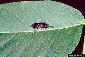 Image result for Eriosema verdickii