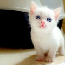 See more ideas about kittens, cute cats, kittens cutest. White Baby Cat Wallpapers Wallpaper Cave