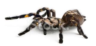 35 871 355 tykkäystä · 101 856 puhuu tästä. Tarantula Spinne Poecilotheria Metallica Stockfotos Freeimages Com