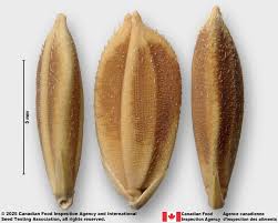 Image result for Oryza sativa