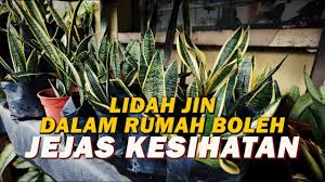 Ada juga yang memanggilnya pokok lidah mak mentua!! Lidah Jin Dalam Rumah Boleh Jejas Kesihatan Youtube