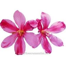 Will you come and meet me at the bus stop? H Name Flower Types Flowers Name List