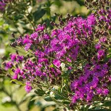Image result for Vernonia turbinella