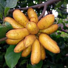 Image result for Uvaria edulis