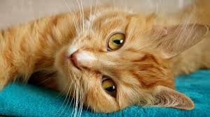 A cat's purrs will help your body fight infection and reduce swelling. Are Cats Happy When They Purr The Myths And Magic Of Purring