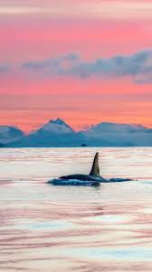 Verwaltungssitz ist die gleichnamige stadt sortland. Die Vesteralen In Norwegen Wale Und Wow Momente
