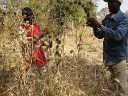 Image result for Oxytenanthera abyssinica