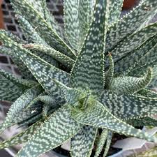 Image result for Aloe buchananii