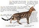 Bengal cat - Wikipedia