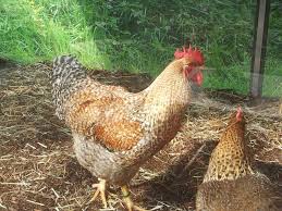 There is a bantam versi. Traum Bielefelder Kennhuhner Huhner Wissenswertes