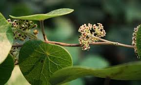 Image result for Stephania abyssinica