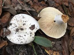Image result for Russula perlactea