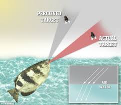 From large animals to miniscule creatures, the list of living creatures that are born with. The Fish That Spits To Kill Archerfish Uses Complex Physics To Accurately Shoot Down Flying Prey With Jets Of Water Daily Mail Online