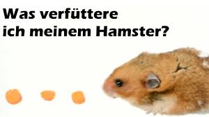 Was Verfuttere Ich Meinem Hamster Youtube