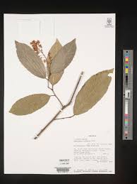 Image result for Dasylepis eggelingii