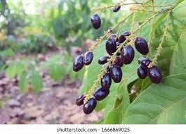 Image result for Lepisanthes