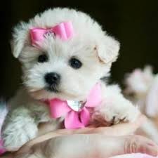 She loves to follow you around. Pin By Mommy Mafia On Adorable Animals Cute Dogs Maltipoo Dog Animals Beautiful