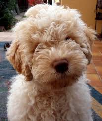 Gegenwärtig erkennt die italienische nationale einheit der italienischen cinofilia (enci) 16 rassen italienischer hunde an. Lagotto Romagnolo Italienische Truffelhunde Zucht High Emotion In Brandenburg Berlin Lagotto Romagnolo