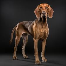 Image result for hannoverský barvář