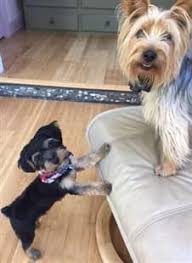 Young Yorkie Puppy With Older Adult Yorkie Yorkshire Terrier Puppies Yorkshire Terrier Yorkie Puppy