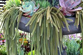 Maybe you would like to learn more about one of these? Cactus Info Photos And Ids