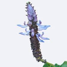 Image result for Plectranthus alboviolaceus