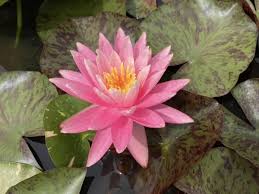 Image result for Nymphaea