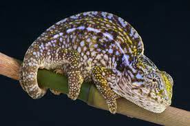 Carpet Chameleon Furcifer Lateralis Carpet Chameleon Chameleon Lizard Chameleon