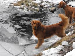 Golden retriever puppies washington dc. Cascade Mountain Goldens Golden Retriever Breeder In Washington State