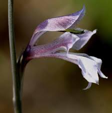 Image result for Gladiolus unguiculatus
