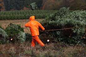 Yuma proving ground heritage center. Oregon Christmas Tree Growers Poised For Busy Season As Pandemic Forces Holidays At Home Oregonlive Com