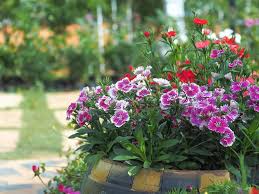 Plant greenery among them so the garden stays pretty after the blooms have gone for the summer. Tips For Planting A Summer Garden Saga