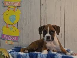 Looking for a boxer puppy or dog in florida? Boxer Puppies Petland Fort Myers Florida