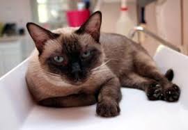 Adopting a cat from siamese rescue or a shelter. How The Siamese Cat Rescue Organization Is Rehoming Cats Lovetoknow