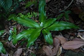 Image result for Chlorophytum stenopetalum