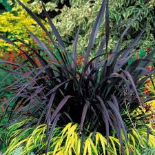 Image result for Phormium