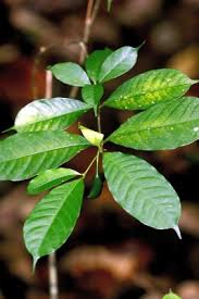 Image result for Tabernaemontana inconspicua