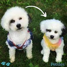 Custom Stuffed Animals Of Pets 100 Quality Guarantee Petsies Custom Stuffed Animal Pets Unique Animals