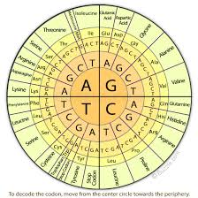 Codon Chart