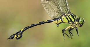 Image result for Gonatopus clavatus