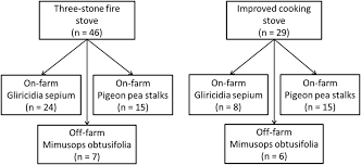 Image result for Mimusops obtusifolia